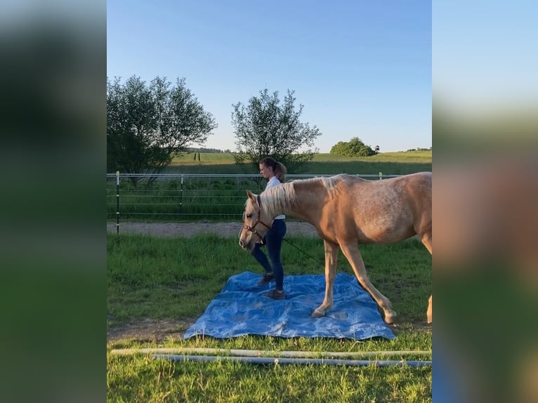 Demi-sang arabe Jument 12 Ans 152 cm Palomino in Lauenau Lauenau