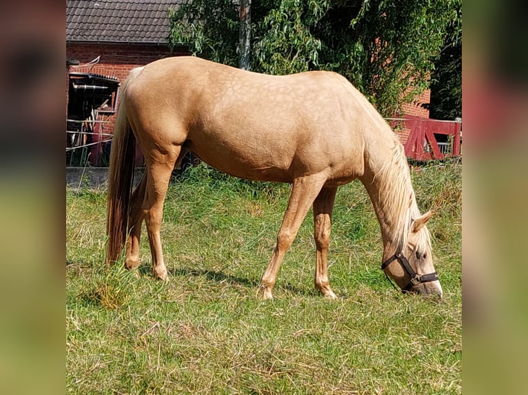 Demi-sang arabe Jument 12 Ans 152 cm Palomino in Lauenau Lauenau