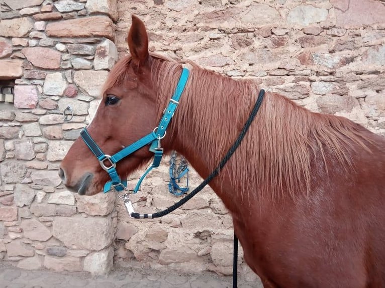 Demi-sang arabe Croisé Jument 12 Ans 155 cm Alezan in saint Gervazy