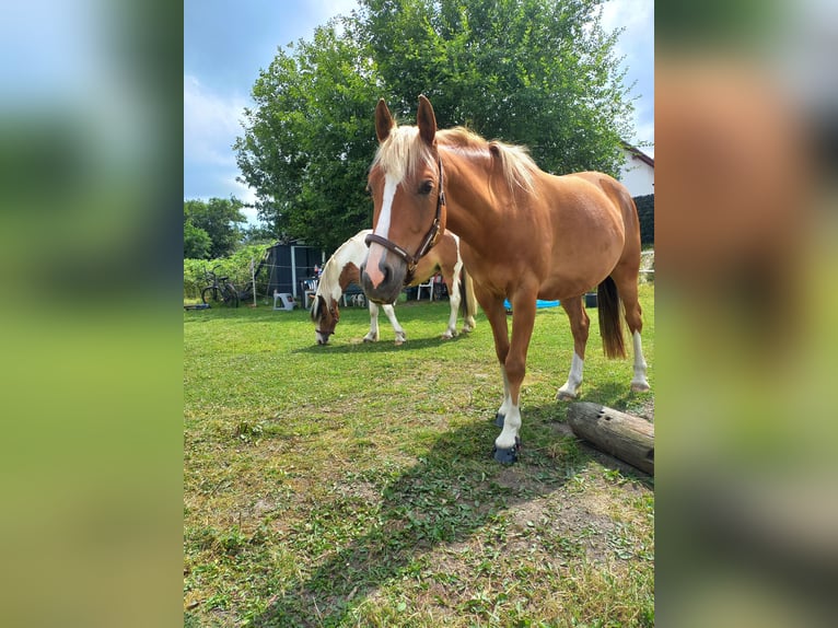 Demi-sang arabe Jument 13 Ans 137 cm Alezan in Dortmund