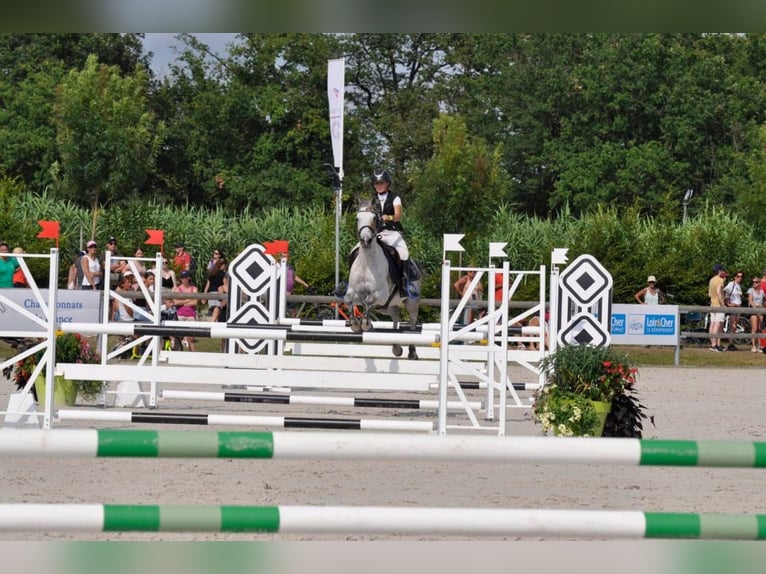 Demi-sang arabe Jument 13 Ans 147 cm Bai in Montbrun-Lauragais