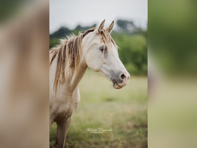 Demi-sang arabe Jument 13 Ans 148 cm Champagne in Beaumont-Pied-de-Buf