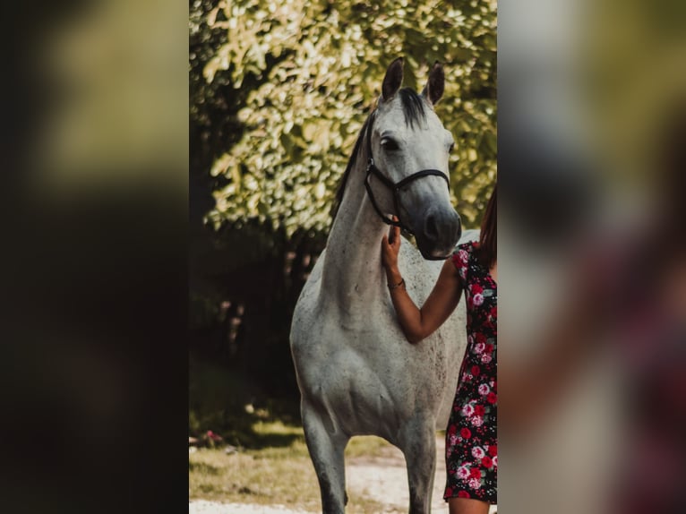 Demi-sang arabe Jument 14 Ans 158 cm Gris moucheté in Atzbach