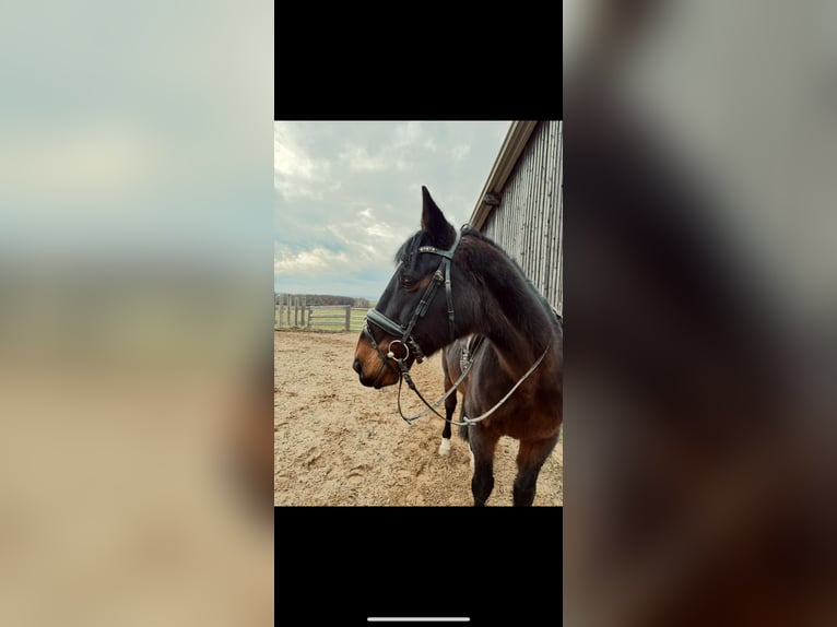 Demi-sang arabe Jument 16 Ans 160 cm Bai in Weißenburg