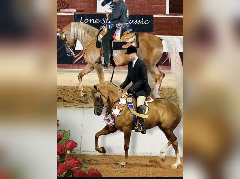 Demi-sang arabe Croisé Jument 17 Ans 163 cm Palomino in Bacliff