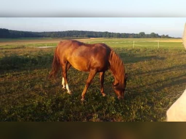 Demi-sang arabe Croisé Jument 19 Ans 140 cm Alezan in Winterlingen