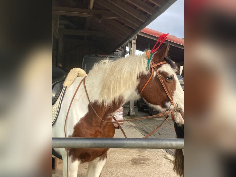 Demi-sang arabe Croisé Jument 19 Ans 153 cm Pinto in Moosthenning