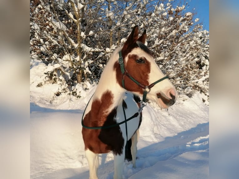 Demi-sang arabe Croisé Jument 19 Ans 153 cm Pinto in Moosthenning