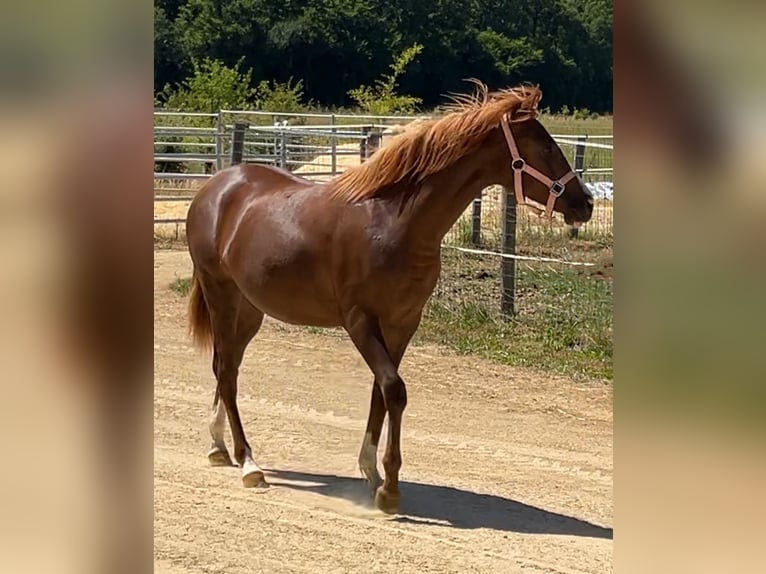 Demi-sang arabe Jument 1 Année 140 cm Alezan brûlé in VERNON