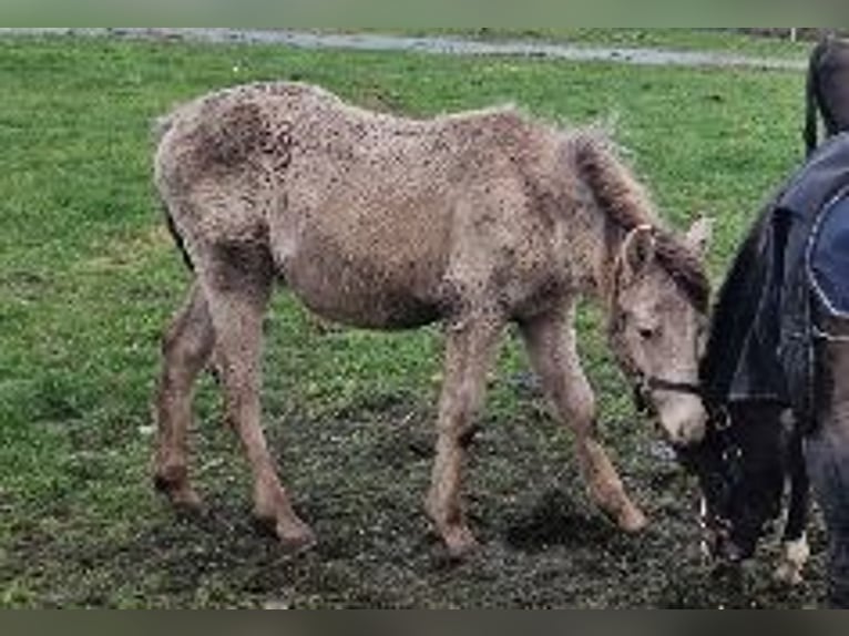 Demi-sang arabe Jument 1 Année 140 cm Champagne in Groesbeek