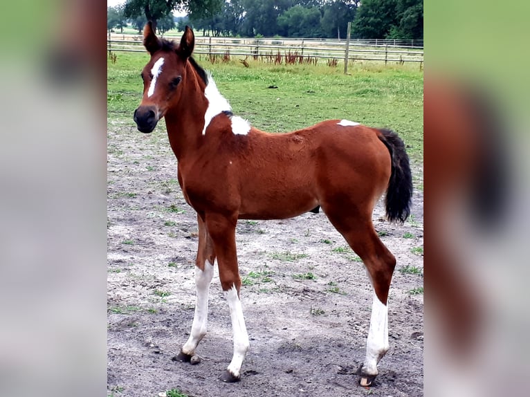 Demi-sang arabe Jument 1 Année 154 cm Tobiano-toutes couleurs in Sulingen