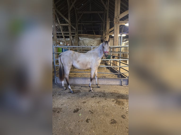 Demi-sang arabe Jument 1 Année 155 cm Buckskin in D&#xFC;sseldorf