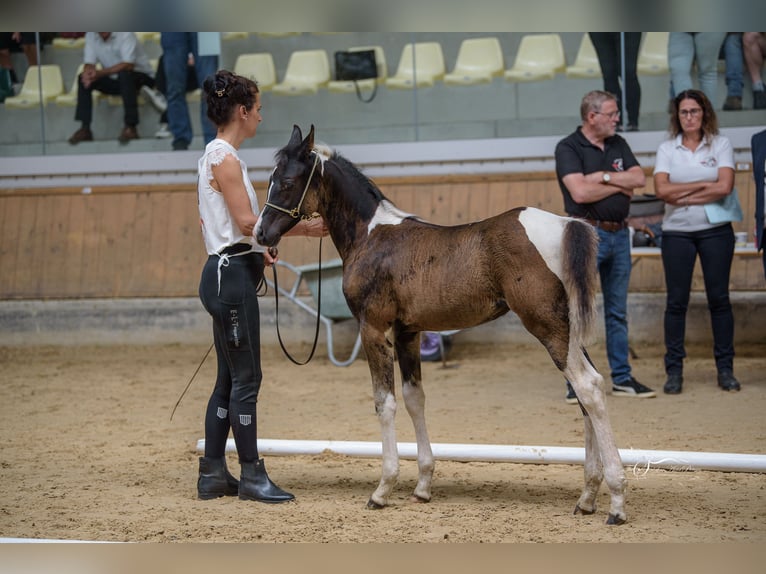 Demi-sang arabe Jument 1 Année 155 cm in Kleblach-Lind