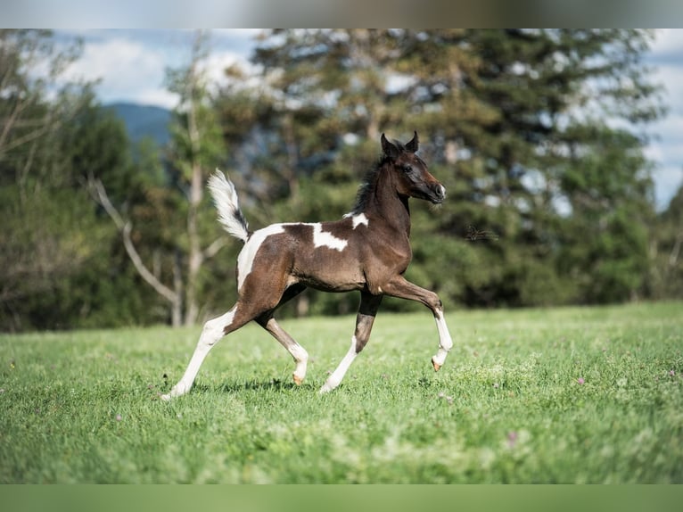 Demi-sang arabe Jument 1 Année 155 cm Tobiano-toutes couleurs in Puchberg am Schneeberg