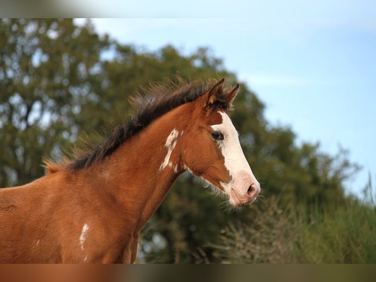 Demi-sang arabe Jument 1 Année 157 cm Tobiano-toutes couleurs in GOVEN