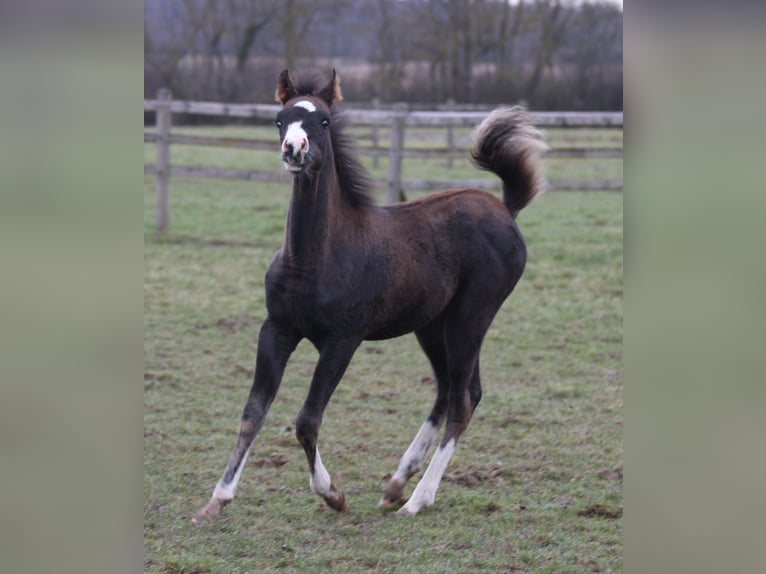 Demi-sang arabe Jument 1 Année Noir in Villars-les-Dombes