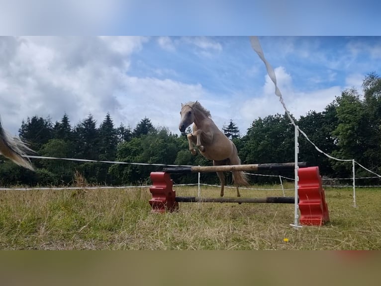 Demi-sang arabe Jument 2 Ans 140 cm Palomino in Pluzunet