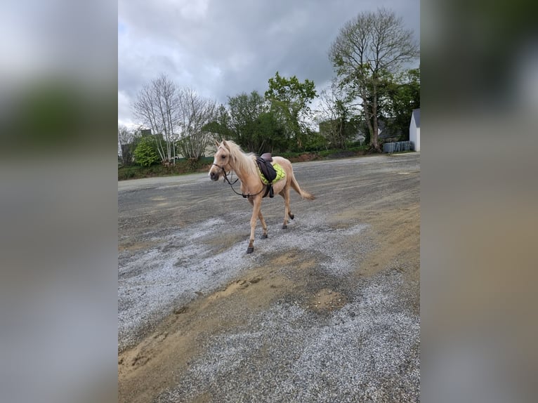 Demi-sang arabe Jument 2 Ans 140 cm Palomino in Pluzunet