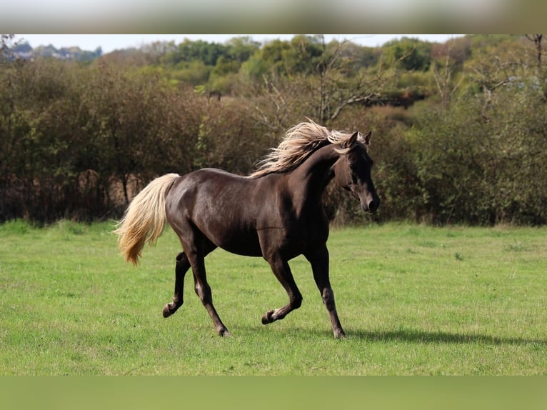 Demi-sang arabe Jument 2 Ans 154 cm Noir in goven