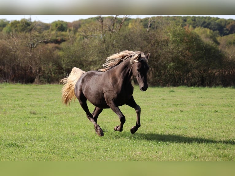 Demi-sang arabe Jument 2 Ans 154 cm Noir in goven