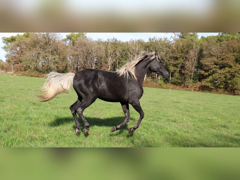 Demi-sang arabe Jument 2 Ans 154 cm Noir in goven