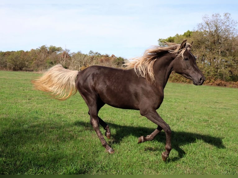 Demi-sang arabe Jument 2 Ans 154 cm Noir in goven