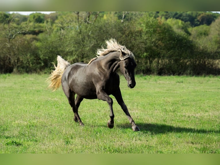 Demi-sang arabe Jument 2 Ans 154 cm Noir in goven