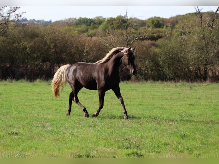 Demi-sang arabe Jument 2 Ans 154 cm Noir in goven