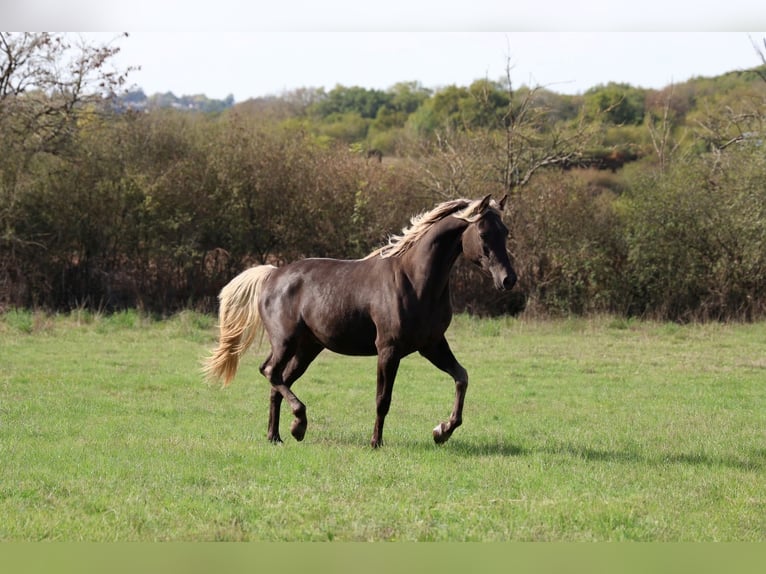 Demi-sang arabe Jument 2 Ans 154 cm Noir in goven