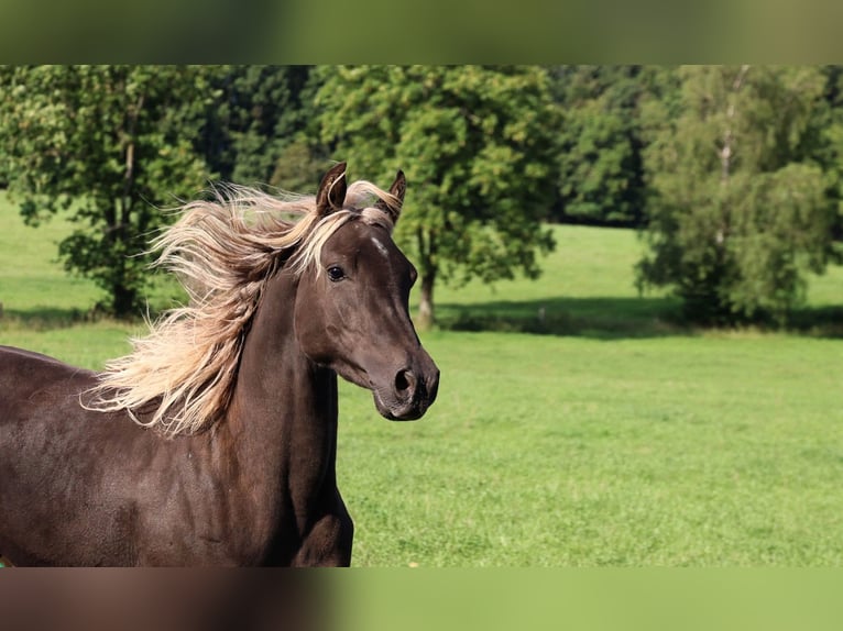 Demi-sang arabe Jument 2 Ans 154 cm Noir in goven