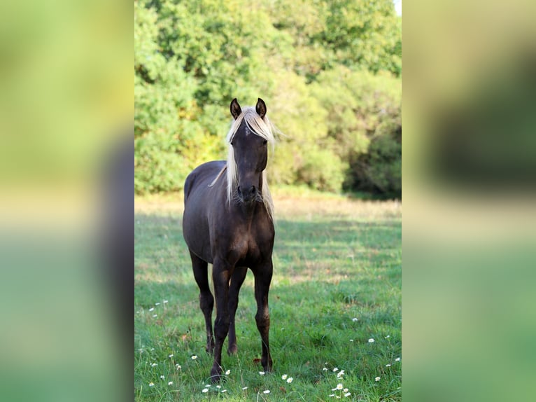 Demi-sang arabe Jument 2 Ans 154 cm Noir in goven