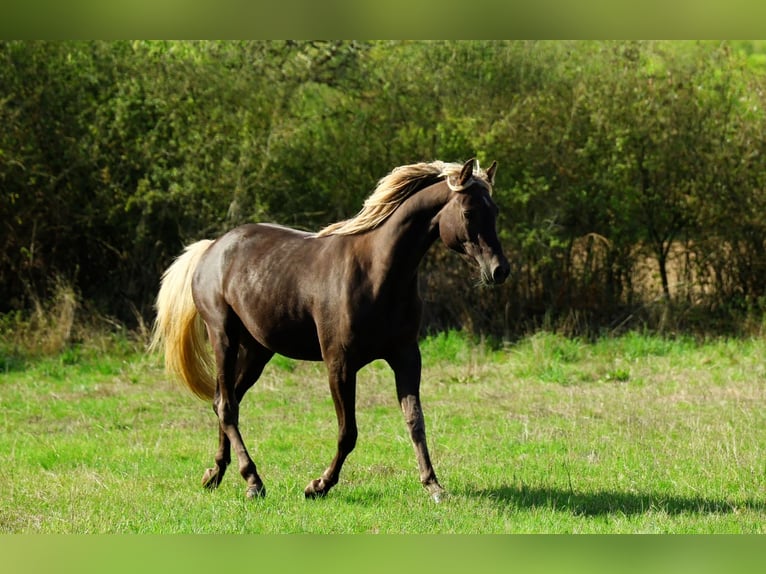 Demi-sang arabe Jument 2 Ans 154 cm Noir in goven