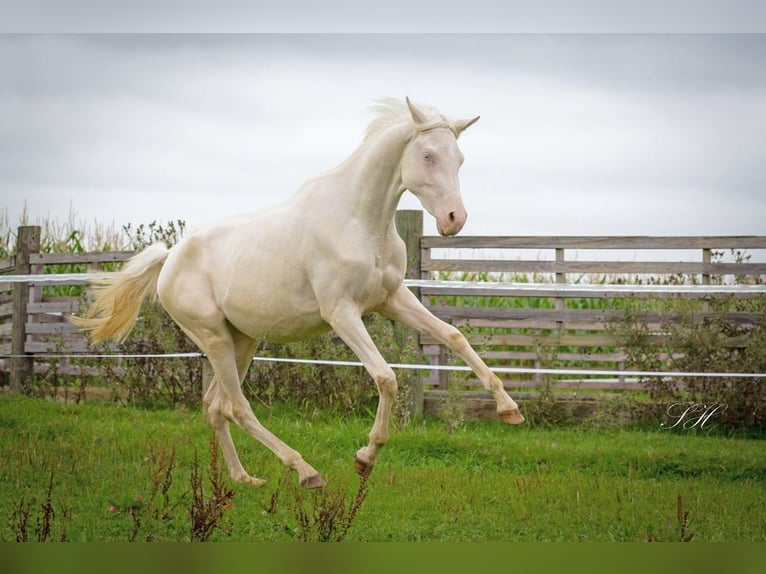 Demi-sang arabe Jument 2 Ans 158 cm Cremello in Hagendorn