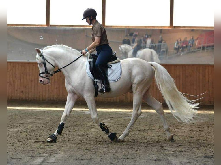 Demi-sang arabe Jument 2 Ans 158 cm Cremello in Hagendorn