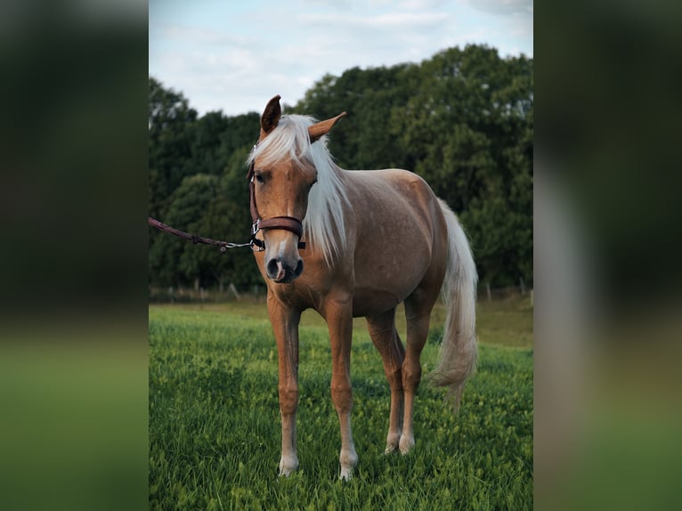 Demi-sang arabe Jument 2 Ans Palomino in Jena