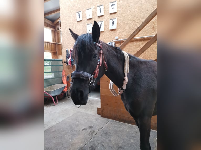 Demi-sang arabe Jument 3 Ans 148 cm Noir in Berglen
