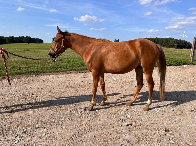 Demi-sang arabe Jument 3 Ans 149 cm Alezan in Reichenbach