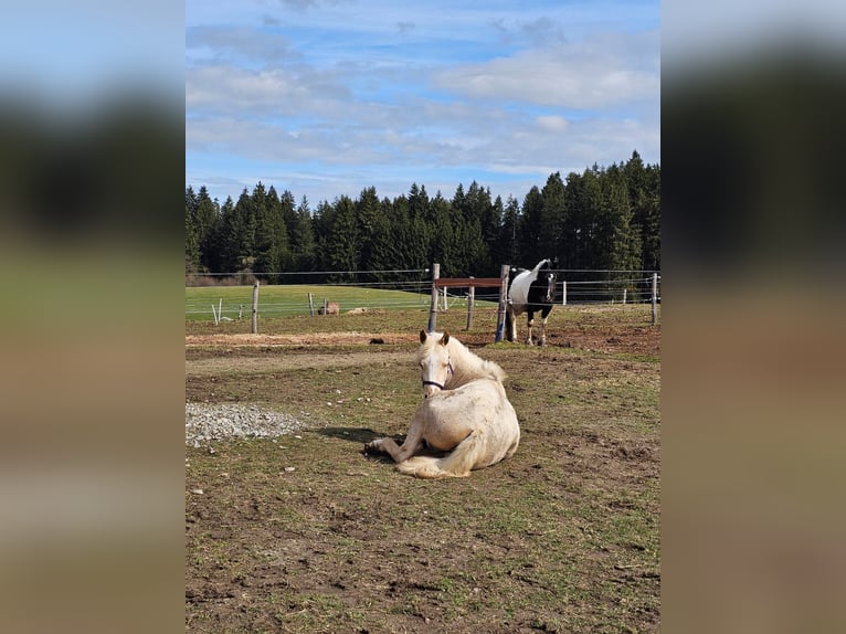Demi-sang arabe Jument 3 Ans 150 cm Palomino in Isny im Allgäu
