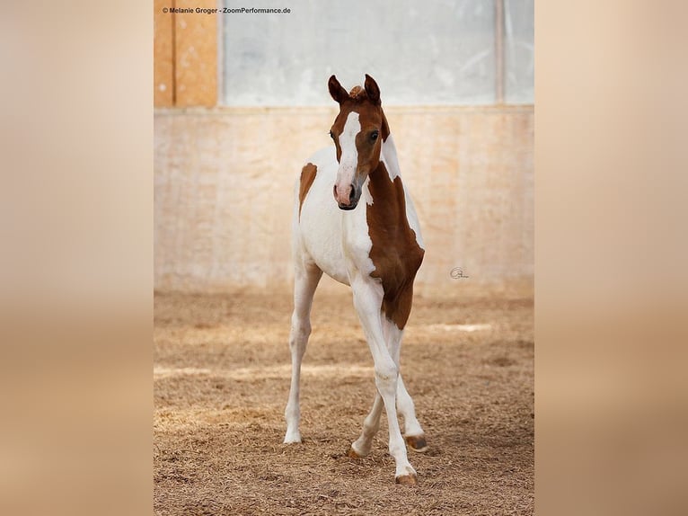 Demi-sang arabe Jument 3 Ans 160 cm Pinto in Bad Oldesloe