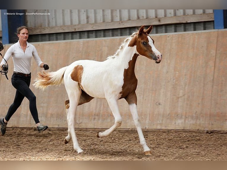 Demi-sang arabe Jument 3 Ans 160 cm Pinto in Bad Oldesloe