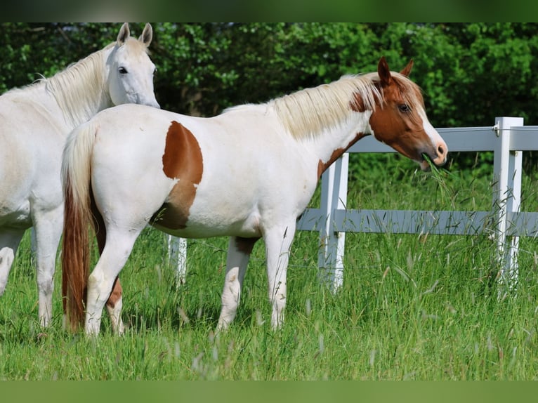 Demi-sang arabe Jument 3 Ans 160 cm Pinto in Bad Oldesloe