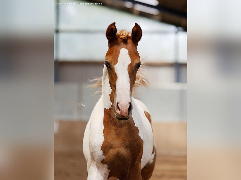 Demi-sang arabe Jument 3 Ans 160 cm Pinto in Bad Oldesloe