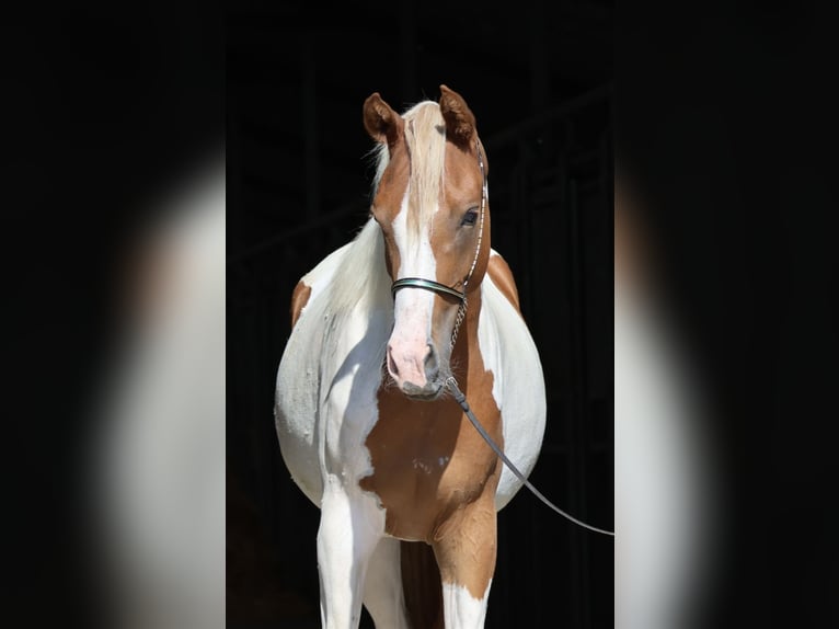 Demi-sang arabe Jument 3 Ans 160 cm Pinto in Bad Oldesloe