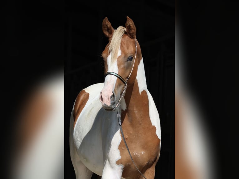 Demi-sang arabe Jument 3 Ans 160 cm Pinto in Bad Oldesloe