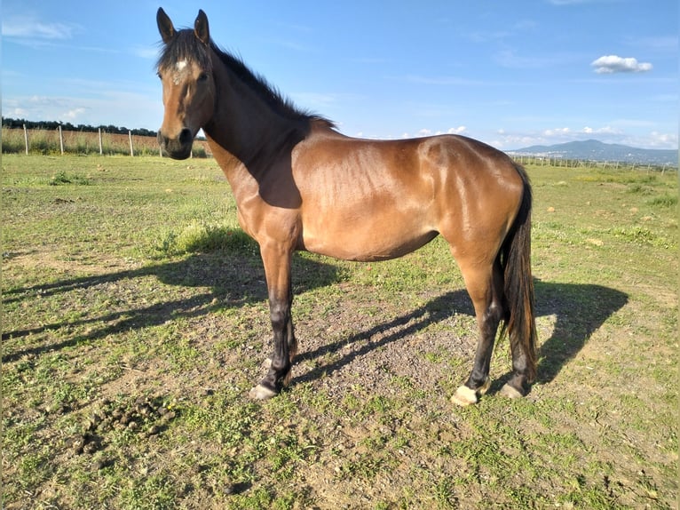 Demi-sang arabe Jument 3 Ans 162 cm Bai in Viterbo