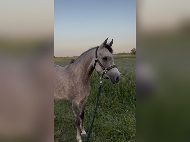 Demi-sang arabe Jument 4 Ans 143 cm Gris in Maasland