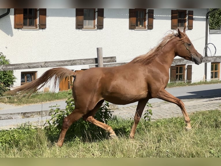 Demi-sang arabe Jument 4 Ans 155 cm Alezan in Tiefenbach