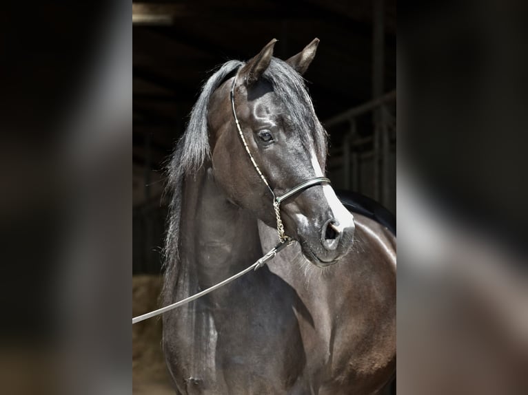 Demi-sang arabe Jument 4 Ans 160 cm Bai brun foncé in Baad Oldesloe