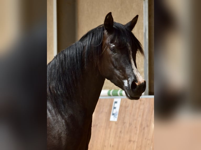 Demi-sang arabe Jument 4 Ans 160 cm Bai brun foncé in Baad Oldesloe