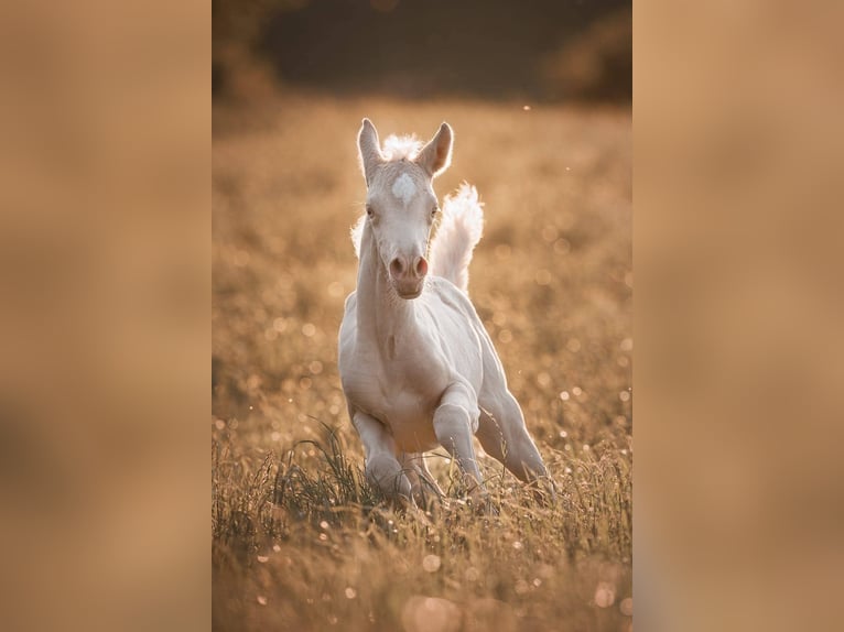 Demi-sang arabe Jument 4 Ans 160 cm Cremello in Hagendorn